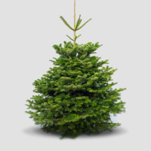 Nordmanntanne ohne Baumschmuck - 1,30 M bis 3,50 M