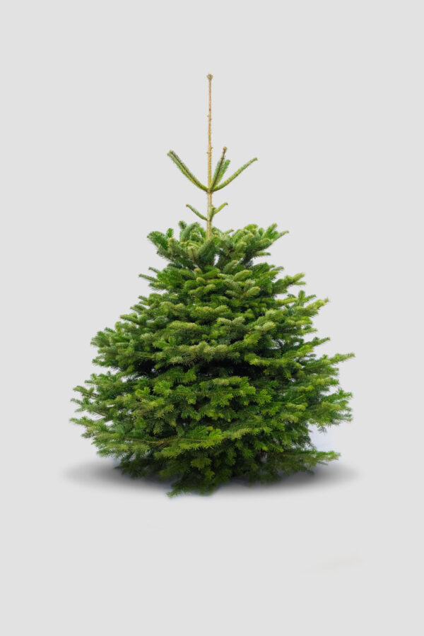 Nordmanntanne ohne Baumschmuck - 1,30 M bis 3,50 M