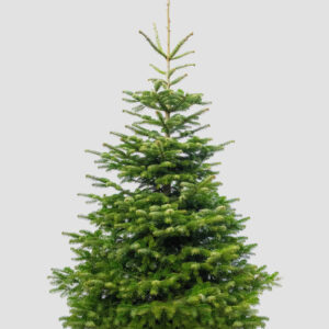 Abholung und Entsorgung Tannenbaum ungeschmückt