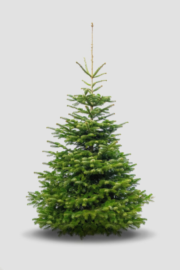 Abholung und Entsorgung Tannenbaum ungeschmückt