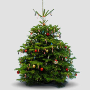 Weihnachtsbaum mit Süßigkeiten - 1,30 M bis 3,50 M