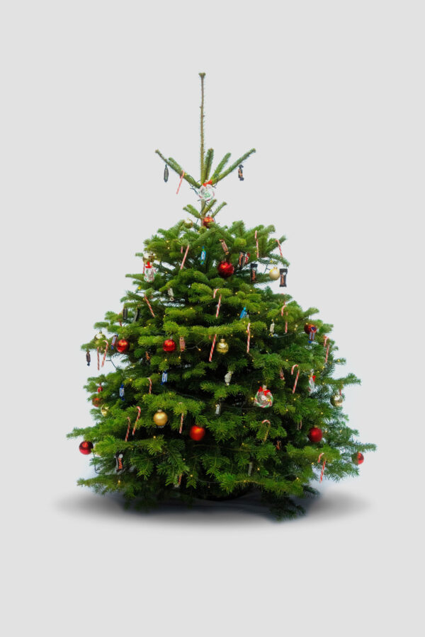 Weihnachtsbaum mit Süßigkeiten - 1,30 M bis 3,50 M